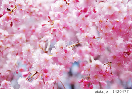 八重紅枝垂れ桜の花たくさん１ 1420477