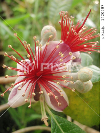 グァバの花 1420597