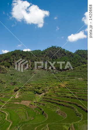 マリコンライステラス マリコンライステラス 1420668