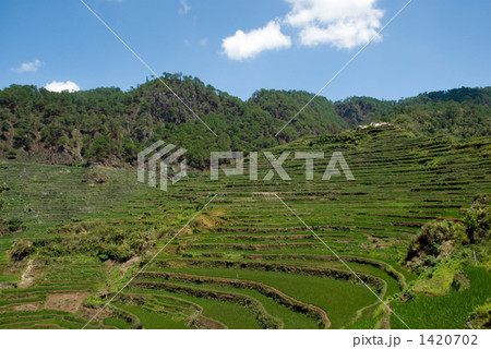 マリコンライステラス 1420702