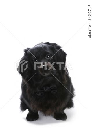 何かようですか? 何かようですか? 1420712