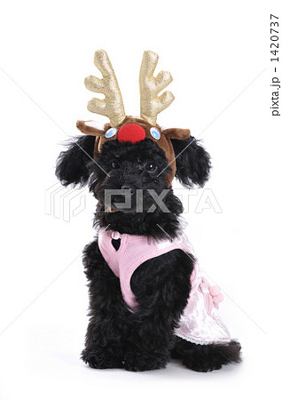 トナカイプードル 1420737