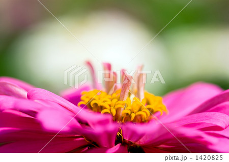 百日草の花のアップ 1420825