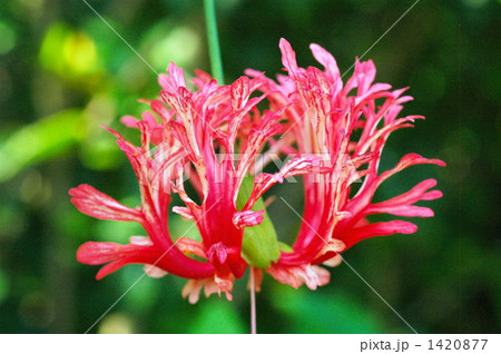 風鈴花 風鈴花 1420877