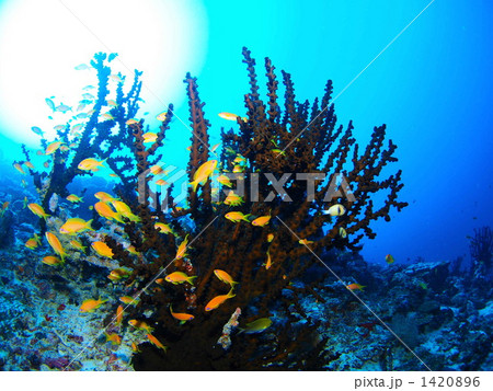 キンギョハナダイ キンギョハナダイ 1420896