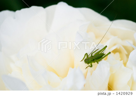 芍薬の花とヤブキリの幼虫 1420929