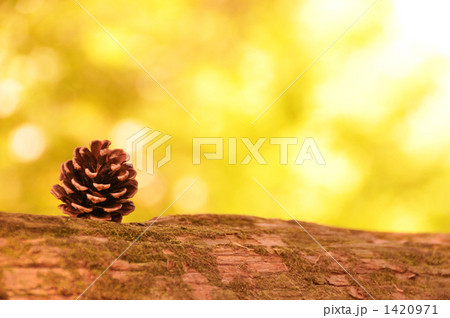 松ぼっくり 松ぼっくり 1420971