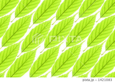 Green Leaf Background Stock Photo 126489077