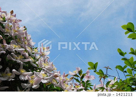 モンタナと青空 1421213