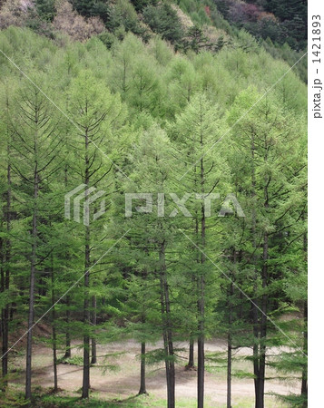 福島・表磐梯のカラマツ林 1421893