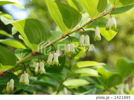 アマドコロの花 1421995