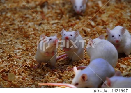 二十日鼠の写真素材