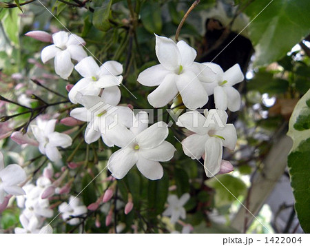 我が家の玄関先で良い香りを放つジャスミンの花 1422004