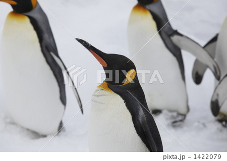 オウサマペンギン オウサマペンギン 1422079