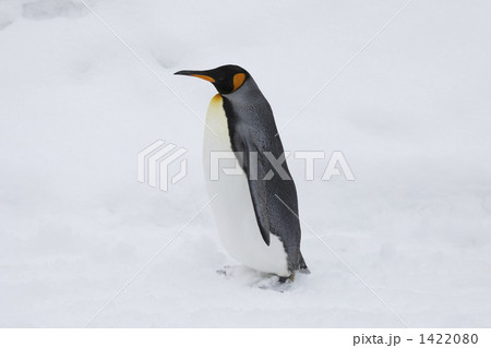 オウサマペンギン オウサマペンギン 1422080