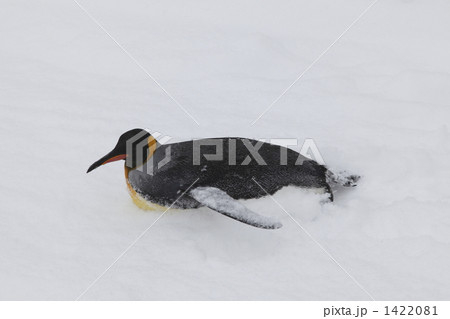 オウサマペンギン 1422081