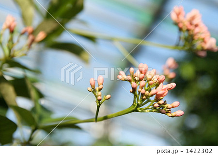 ナンヨウザクラ　蕾 1422302