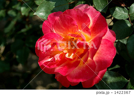 バラの品種、アンネの思い出 バラの品種、アンネの思い出 1422367