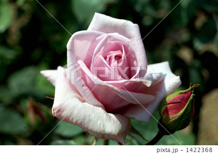 バラの品種、ローヤル・タン 1422368