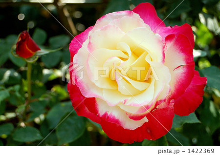 バラの品種、コルデス・パーフェクタ 1422369