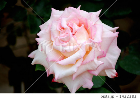 バラの品種、清涼殿、満開 バラの品種、清涼殿、満開 1422383