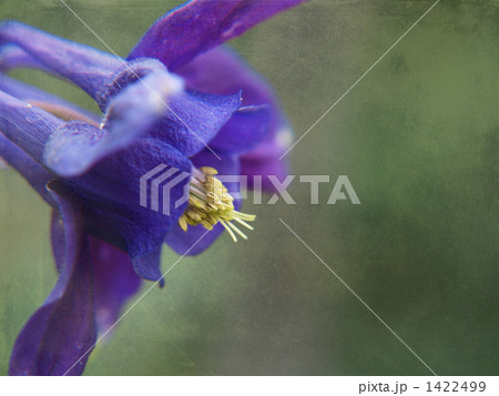 オダマキ 1422499