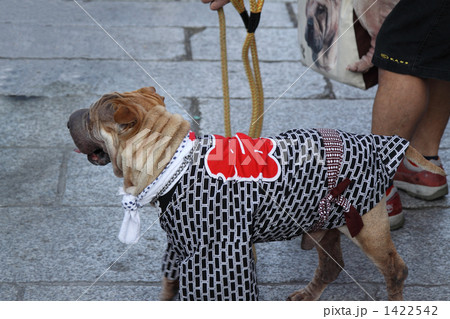 お祭りに参加する犬 1422542