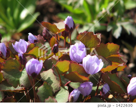 タツタソウ(イトマキグサ) タツタソウ(イトマキグサ) 1422630