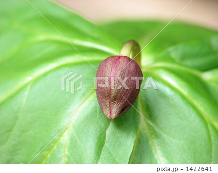 エンレイソウのつぼみ 1422641