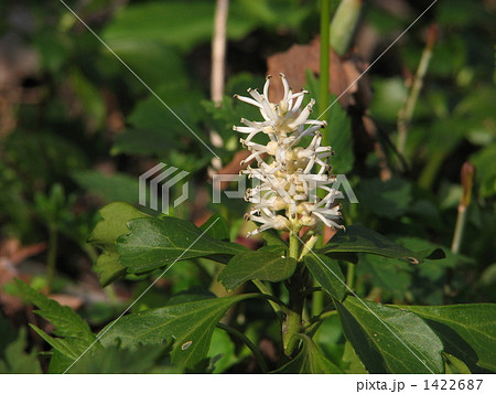 富貴草 富貴草 1422687