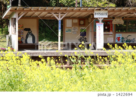 菜の花の先には 1422694