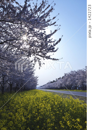 秋田　大潟村の菜の花ロード 1422723