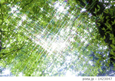 新緑のブナの木 1423047