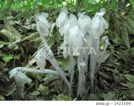 林床のガラス細工 1423309