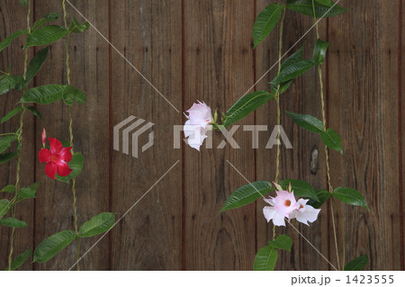 軒下に咲く花 1423555