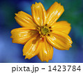 コスモス 1423784