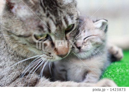 子猫の写真その３ 1423873