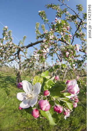 りんごの開花　縦 1423946
