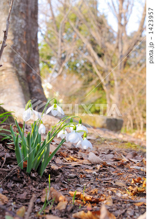 スノードロップ 1423957