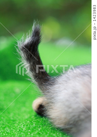 子猫の写真その9 子猫の写真その9 1423983