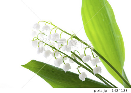 鈴蘭 鈴蘭 1424183