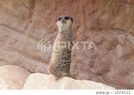 ロンドン動物園のミーアキャット ロンドン動物園のミーアキャット 1424511