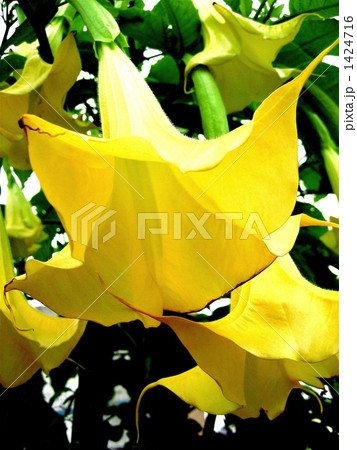 エンジェルストランペット エンジェルストランペット 1424716