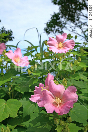 芙蓉の花 芙蓉の花 1424804