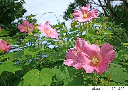 芙蓉の花 1424805