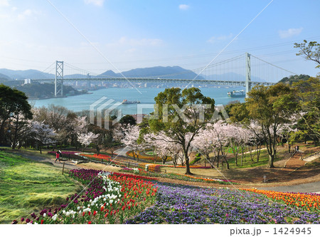 桜とチューリップの咲く火の山公園より望む関門橋 1424945