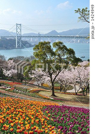 桜とチューリップの咲く火の山公園より望む関門橋 桜とチューリップの咲く火の山公園より望む関門橋 1424949
