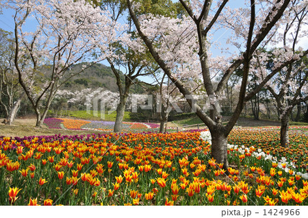 桜とチューリップの咲く火の山公園 1424966