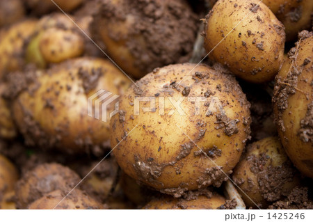 どろんこじゃが 1425246
