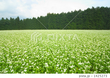 蕎麦畑 蕎麦畑 1425273